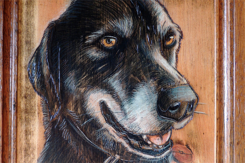 Jake - dog portrait