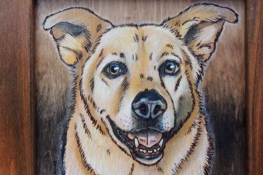Sammy - dog portrait